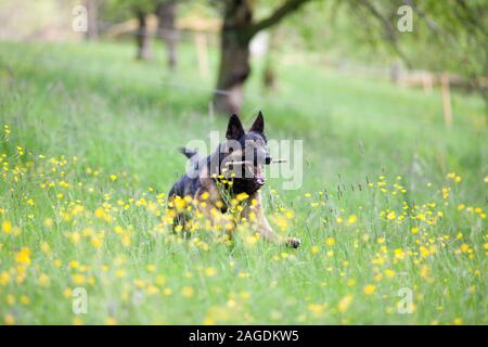 German shepard dog play e riportare il ramo. Dog run libero nel prato con un sacco di fiori di colore giallo Foto Stock