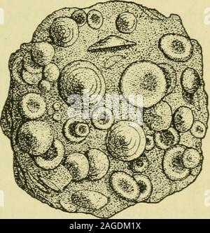 . La geografia del Texas, fisico e politico. y muoiono e i loro gusci cadono sul fondo,dove, mescolato con altri deep-sea depositi, essi formano ooze. Questoè il primo stadio nella forma-zione di una roccia chiamato chalk, whichis un altro tipo di calcare. A volte accade thatwater in cui matteris minerali disciolti evapora. Whenthis avviene il minerale mat-ter verrà depositato in letti orstrata. Letti di 7ock sale e gi/jJ-somma sono state formate in questo modo. Delle rocce trovato in Texas,le rocce sedimentarie sono da farthe più abbondanti. 10. Rocce ignee sono quelli che sono stati formedby t Foto Stock