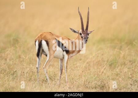 Splendida vista su una gazzella di thompson nel mezzo un campo coperto di erba Foto Stock