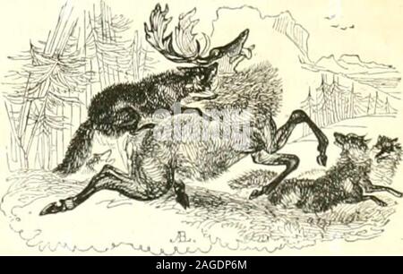 . Le Jardin des plantes : descrizione. Le Loup noir. Le CuLPEU (Canis culpÅus, Molin. Canis anlarcticus, Siiaw.) estun peu plus grand que le jackal; figlio pelage est dun gris roiis-sÃ¢tre; ses jambes sont fauves; sa coda, rousse Ã figlio origine, estnoire au milieu et terminÃ©e de blanc 11 habite le Chili et lÃ®leFalkland, lune des .Maloulnes, oÃ¹ il un Ã©tÃ© trouvÃ© par le caÃ¯utaineFreyeinet, et prÃ©cÃ©demment par le commodore Byron. Cet ani-mal a une vie solitaire et misÃ©rable, (|ull passe en grande i)artledans onu terrier quil se creuse dans les Dunes sur les bords dela mer ou des fleuves. Touj Foto Stock