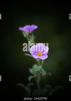Closeup verticale di un bel fiore con petali viola con un sfondo sfocato Foto Stock