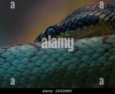 Primo piano di un serpente blu con occhi blu molto aperti uno sfondo sfocato Foto Stock