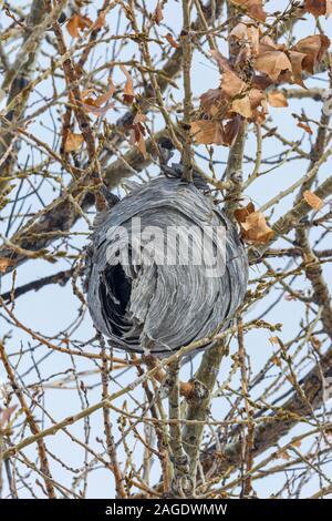 Abbandonato Baldfaced hornet wasp (Dolichovespula maculata) nido appeso in pianura pioppi neri americani tree, Castle Rock Colorado US. Foto scattata in novembre. Foto Stock