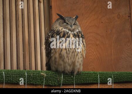 Un captive, liberato gufo reale (Bubo bubo). Foto Stock