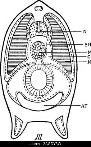 . Contorni di zoologia. da una membrana chiamato il velum,ed è orlata da dodici velartentacles, che non deve beconfused con l'esterno cirri.nella larva il cofano è assente,e la bocca è a filo con sullasuperficie. La bocca si apre in thepharynx, che piace, è richlyciliated. Il faringe, come quelladel tunicati e infatti anche ofFishes, viene modificato per ri-spiration (Fig. 249, /%.). Itswalls sono perforati da numerousgill-fessure su ciascun lato, e l'essere-tween questi giacciono barsalternately supporto split e monoblocco attheir estremità inferiori. Lungo la metà di una pinna dorsale e metà-ventrale di linee ci sono la scanalatura Foto Stock