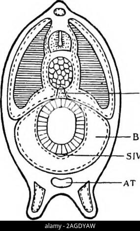 . Contorni di zoologia. da una membrana chiamato il velum,ed è orlata da dodici velartentacles, che non deve beconfused con l'esterno cirri.nella larva il cofano è assente,e la bocca è a filo con sullasuperficie. La bocca si apre in thepharynx, che piace, è richlyciliated. Il faringe, come quelladel tunicati e infatti anche ofFishes, viene modificato per ri-spiration (Fig. 249, /%.). Itswalls sono perforati da numerousgill-fessure su ciascun lato, e l'essere-tween questi giacciono barsalternately supporto split e monoblocco attheir estremità inferiori. Lungo la metà di una pinna dorsale e metà-ventrale di linee ci sono la scanalatura Foto Stock