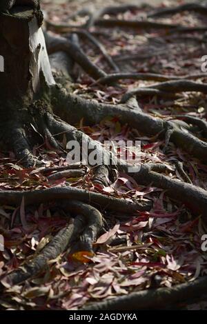 Look closeup delle radici di un albero in un terreno circondato da foglie rosse con sfondo sfocato Foto Stock