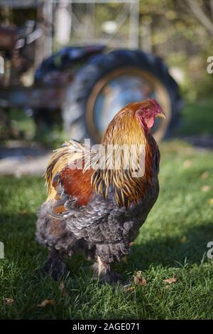 Ritratto di un gallo nero e rosso che cammina in un campo circondato da verde sotto la luce del sole Foto Stock