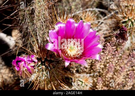 Fuoco selettivo ad alto angolo di un cactus rosa a fiore grande su sfondo sfocato Foto Stock