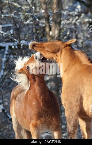 Gioco di cavalli, lotta e morso al di fuori nel prato in inverno. A cavallo del comportamento di classifica Foto Stock