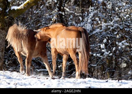 Gioco di cavalli, lotta e morso al di fuori nel prato in inverno. A cavallo del comportamento di classifica Foto Stock