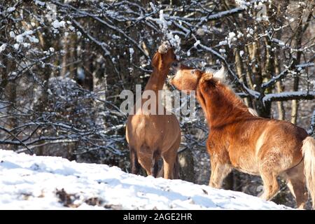 Gioco di cavalli, lotta e morso al di fuori nel prato in inverno. A cavallo del comportamento di classifica Foto Stock