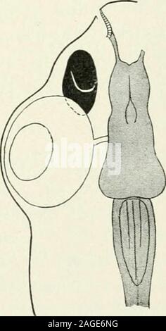 . Ufficiale di zoologia sperimentale. Fig. 10 Fig. 11 Fig. 12 FIGG. Da 7 a 12. Ricostruzioni grafiche che mostra la forma e le relazioni sviluppate da trapiantare earvesicles, da uno a tre mesi dopo l'operazione. In tutti i sei casi l'orecchio destro della vescicola è stato rimosso eil vescicola sinistra trapiantato in una tasca sottodermica tra occhio e nostrU. In Figg. 7, 8, 9 e 10il nervo acustico e il ganglio esteso da vescicola orecchio verso il cervello; in Fig. 7 il collegamento wascomplete, le fibre di entrare allo svincolo di fore-cervello e lobo olfattivo. Il sistema nervoso centrale,ombreggiata; vescicola orecchio, solido nero. 55^ Foto Stock