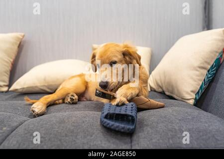 Naughty a quattro mesi di età golden cucciolo giocando con il suo proprietario di scarpe Foto Stock