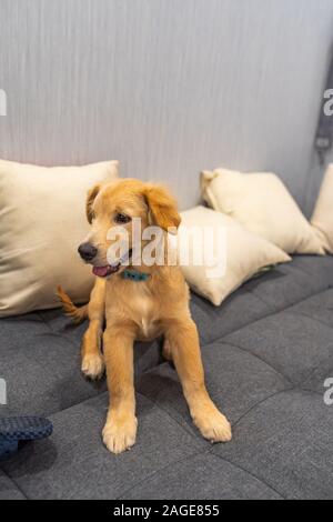 Ritratto di naughty golden cucciolo seduto sul divano di casa Foto Stock