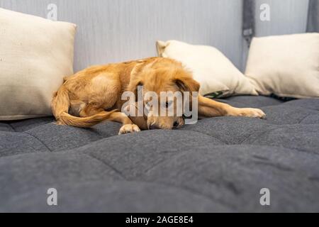 A quattro mesi di età golden retriever cucciolo giocando con una scarpa Foto Stock