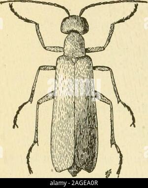 . Manuale dell'orto di insetti. S il grigio Blister-Beetle Epicauta cinerea Forster il blister grigio-beetle (Fig. 186) è molto simile al Frassino grigio-specie con cui essa è stata spesso confusa. Esso isdistinguished da avente il secondo segmento delle antenne a meno di una metà come lungo come Laterza. Il ash-blister grigio-beetleis un duller, grigio scuro; il grayblister-Beetle è un grigio più chiaro con aslight si tinge di giallo. Questo latterbeetle è anche stata confusa conla emarginati specie alcuni writerseven considerando le due come merelyvarieties della stessa specie. Mentreil blister grigio-barbabietole Foto Stock