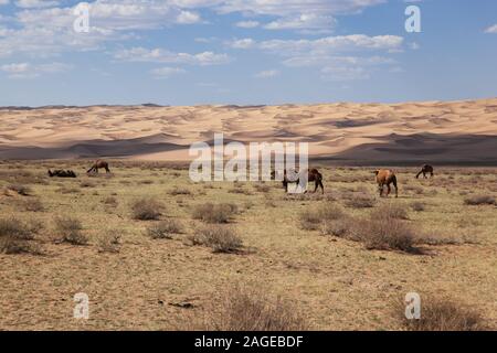 Cammelli Camelus bactrianus nella steppa mongola Foto Stock