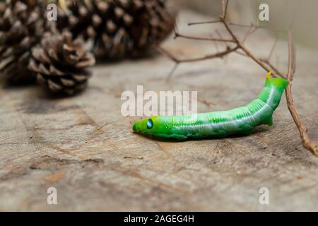 Worm verde caterpillar isolare gli animali su legno e cono di pino blur sullo sfondo Foto Stock