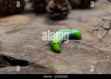 Worm verde caterpillar isolare gli animali su legno e cono di pino blur sullo sfondo Foto Stock