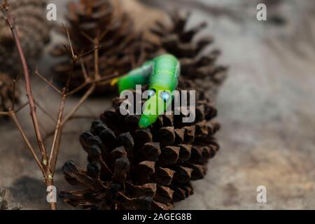 Worm verde caterpillar isolare gli animali su legno e cono di pino blur sullo sfondo Foto Stock