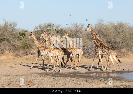 Giraffa meridionale mandria in esecuzione nel Parco Nazionale di Kruger, Sud Africa Foto Stock