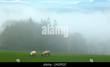 Mattinata nebbiosa nella valle di Ax, East Devon visto dalla collina Musbury Foto Stock