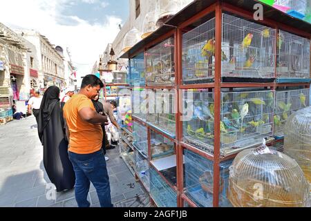 Doha, Qatar - Nov 21. 2019. Vendita di uccelli su Souq Waqif - mercato per la vendita di indumenti tradizionali. Foto Stock