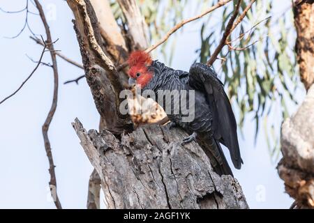 Pista-pista Cacatua maschio a Hughes-Garran, ACT, Australia su una mattina d'estate nel dicembre 2019 Foto Stock