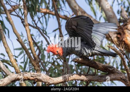 Pista-pista Cacatua maschio a Hughes-Garran, ACT, Australia su una mattina d'estate nel dicembre 2019 Foto Stock