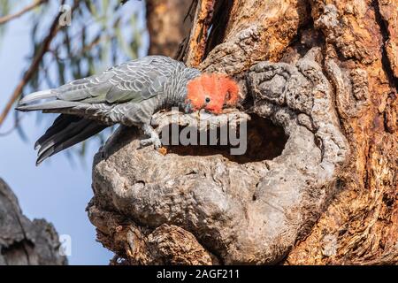 Pista-pista Cacatua maschio a Hughes-Garran, ACT, Australia su una mattina d'estate nel dicembre 2019 Foto Stock