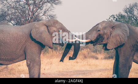 Due grande maschio l'elefante africano (Loxodonta africana) sparring con ogni altro nord del Botswana. Foto Stock