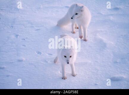 Focus sulla parte anteriore Arctic Fox (Vulpes vulpes lagopus), come sorge in prossimità di un altro in inverno la neve in Churchill, Manitoba, Canada. Foto Stock