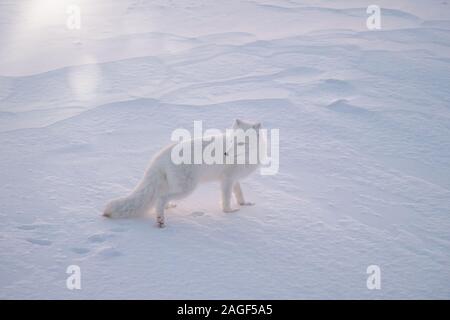 Un Arctic Fox (vulpes vulpes lagopus) in piedi nella neve su un molto fredda mattina, vicino a Churchill, Manitoba, Canada. Foto Stock