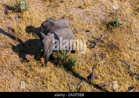 Elefante con vitello in savana, vista aerea, delta di Okavango, volo in elicottero, Botswana, Africa Meridionale, Africa Foto Stock