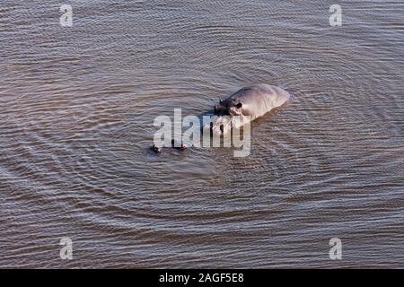 Ippopotamo con vitello galleggiante in laghetto, palude e paludi, fiume, vista aerea, delta di Okavango, In elicottero, Botswana, Sud Africa, Africa Foto Stock