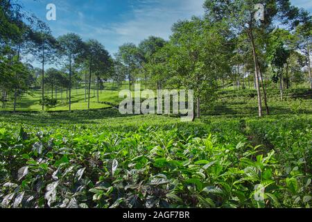 Piantagioni di tè circondato da alberi e cielo bello a Dieng, Giava Centrale, Indonesia Foto Stock