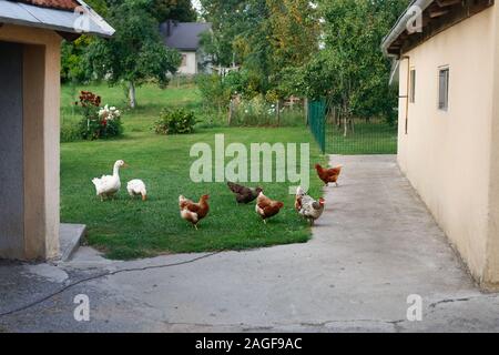 Due oche e cinque galline girovagando nell'azienda Foto Stock