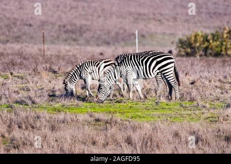 Un gruppo di zebre, parte del Castello Hearst restanti zebra mandria, free roaming sui pascoli di San Simeone, Oceano Pacifico costa, Califo centrale Foto Stock