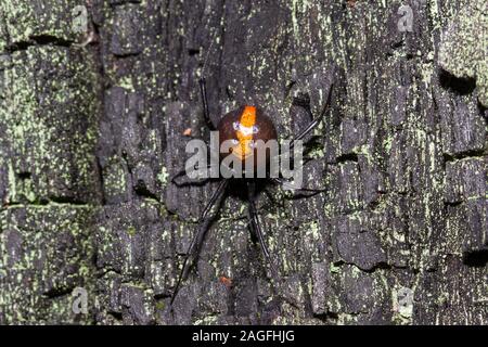 Australian Redback Spider Foto Stock