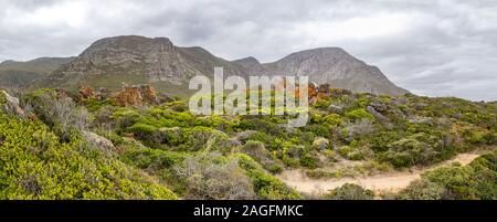 Panorama della vegetazione fynbos con montagne rocciose a Hermanus, Sud Africa Foto Stock