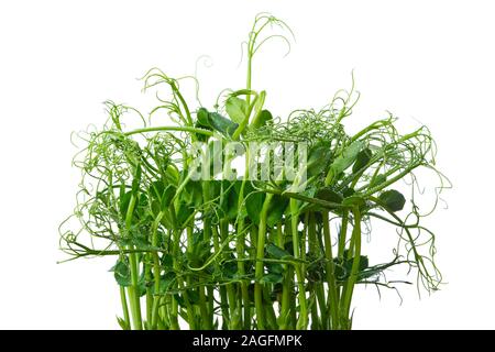 Pisello freschi germogli isolato su bianco. Microgreens. Foto Stock