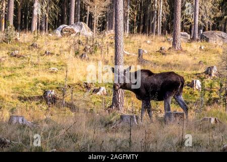 Capra selvaggia che cammina nelle colline deserte su un sole giorno d'estate Foto Stock