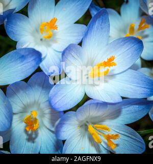 Closeup di bellissimi crocus primavera blu brillante con scuro germogli di semi gialli Foto Stock