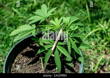 Primo piano di un giunto su una pianta di marijuana con uno sfondo sfocato Foto Stock