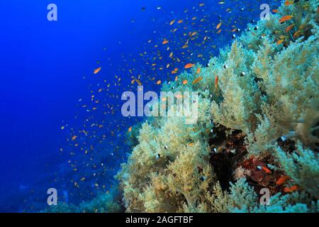 Bellissima scogliera di corallo e pesce subacquea in Mar Rosso Foto Stock