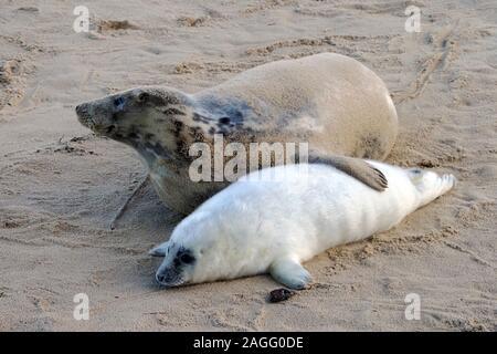 Femmina grigio Atlantico guarnizione (Halichoerus grypus atlantica) protegge il suo cucciolo sulla spiaggia Horsey, Norfolk, una importante colonia di allevamento di questi animali. Foto Stock