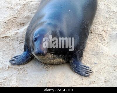 Femmina grigio Atlantico guarnizione (Halichoerus grypus atlantica) sulla spiaggia Horsey, Norfolk, una importante colonia di allevamento di questi animali. Foto Stock