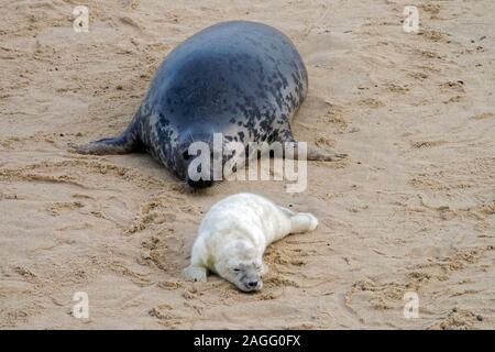 Femmina grigio Atlantico guarnizione (Halichoerus grypus atlantica) e neonato su pup Horsey Beach, Norfolk, una importante colonia di allevamento di questi animali. Foto Stock