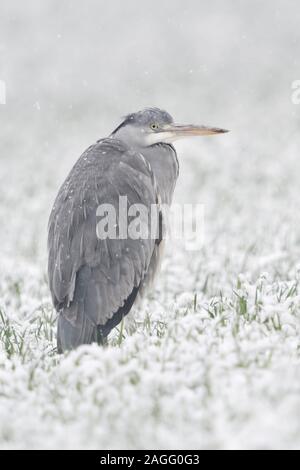 Airone cenerino / Graureiher ( Ardea cinerea ) in inverno in piedi / in appoggio in una coperta di neve campo di grano invernale, deboli nevicate, fauna selvatica, l'Europa. Foto Stock